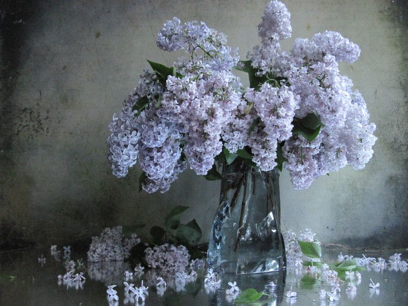 сирень, букет, лето Сиреневая сирень фото превью