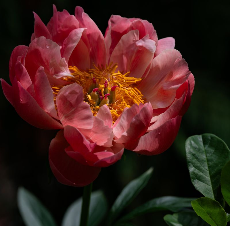 Пион фото превью