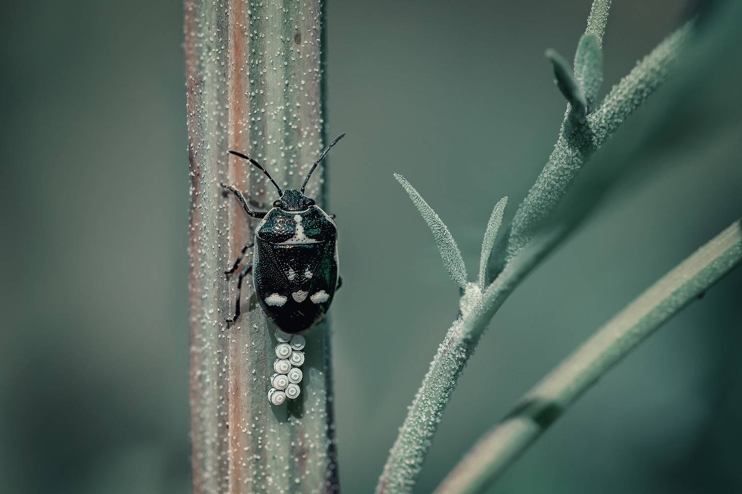 , Рагинская Ольга