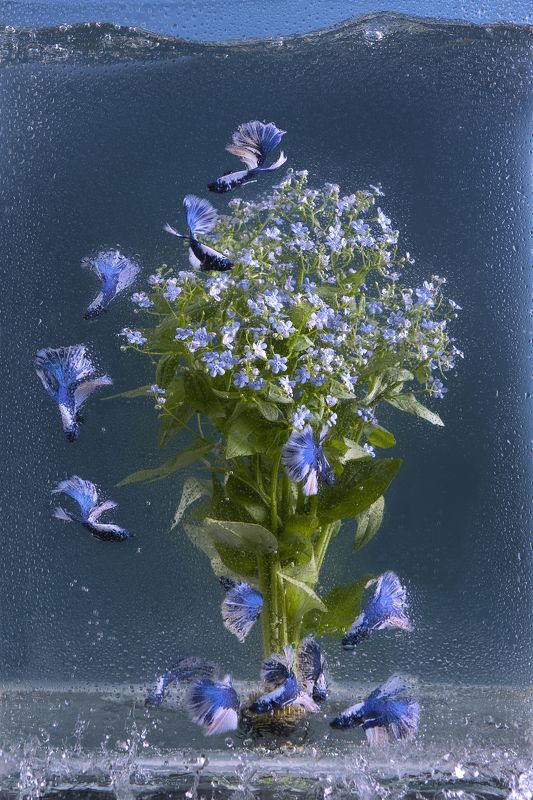 Подводные птицы. Петушки Халф Мун т незабудки. фото превью