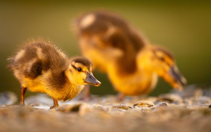 Ducklings фото превью