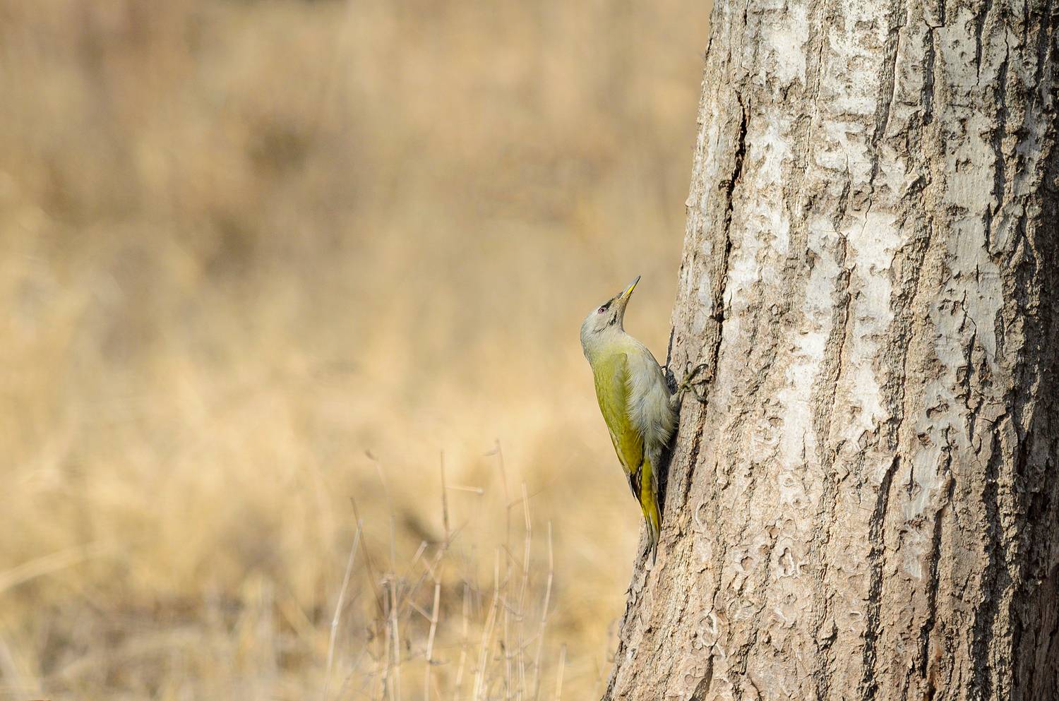 #дятел #птица #bird, Александр Добыш