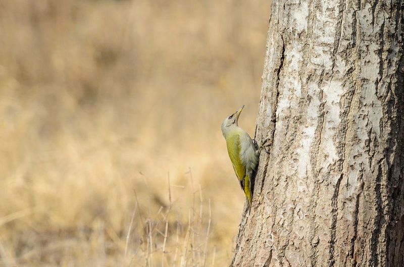 #дятел #птица #bird Седой дятел фото превью