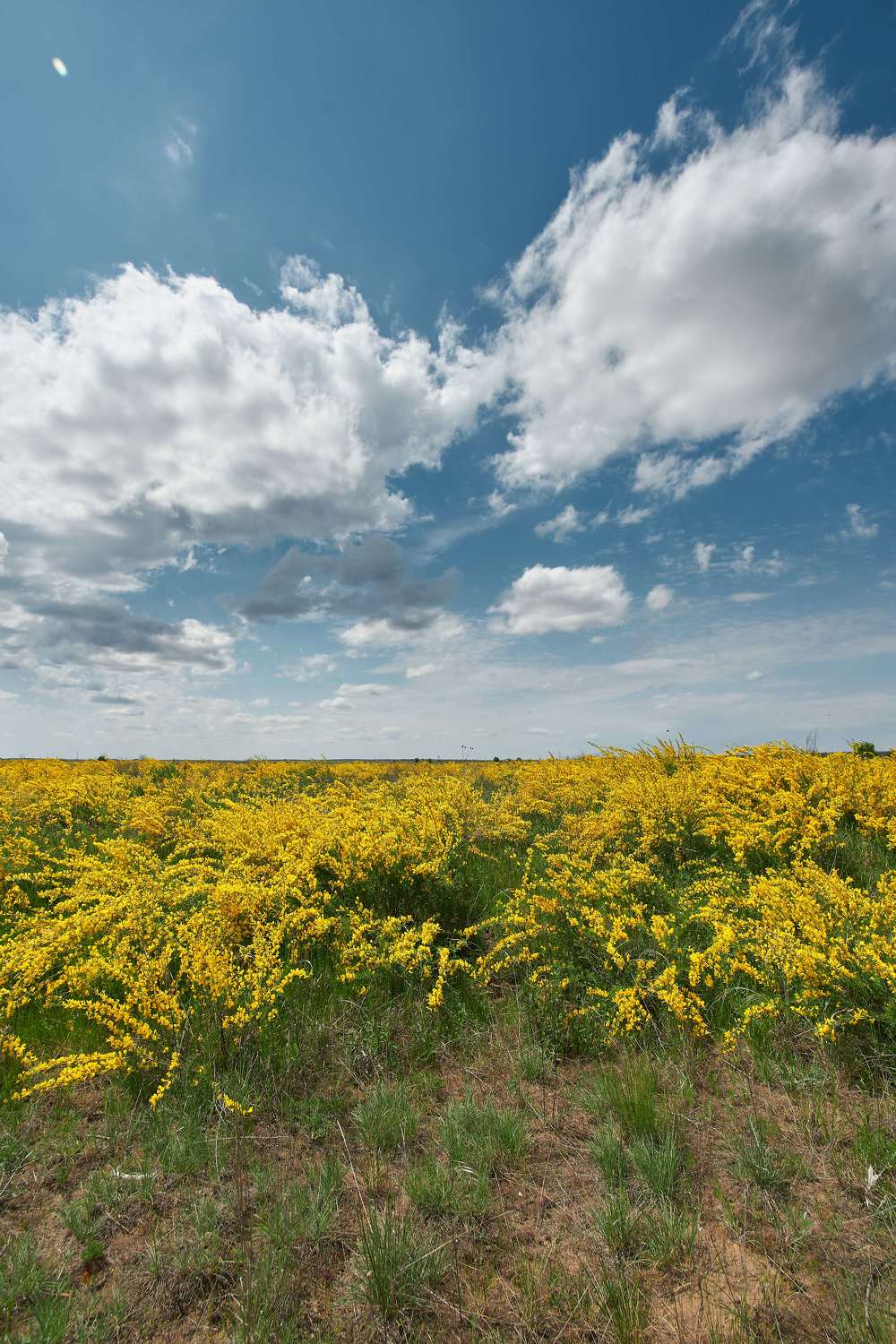 russia, wildlife, landscapes, volgograd, , Павел Сторчилов
