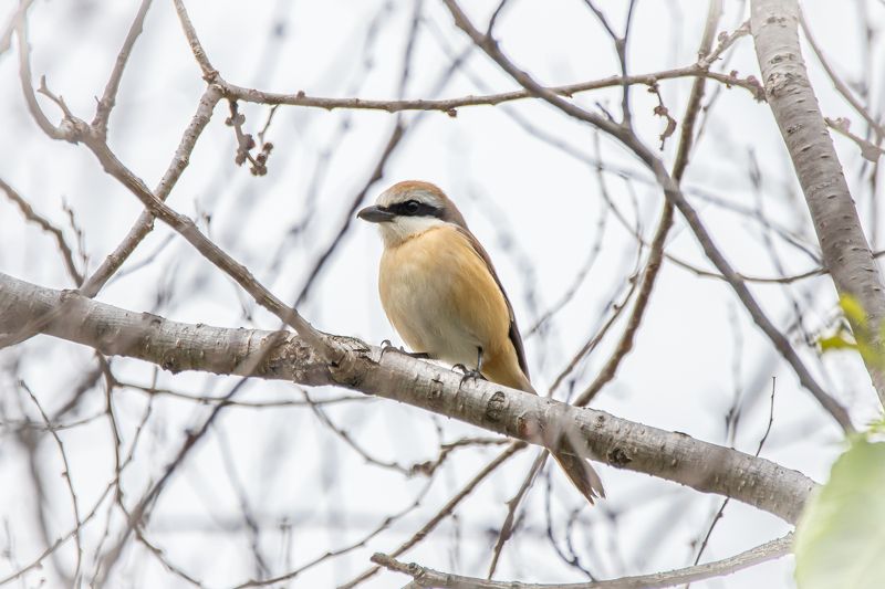 Сибирский жулан фото превью