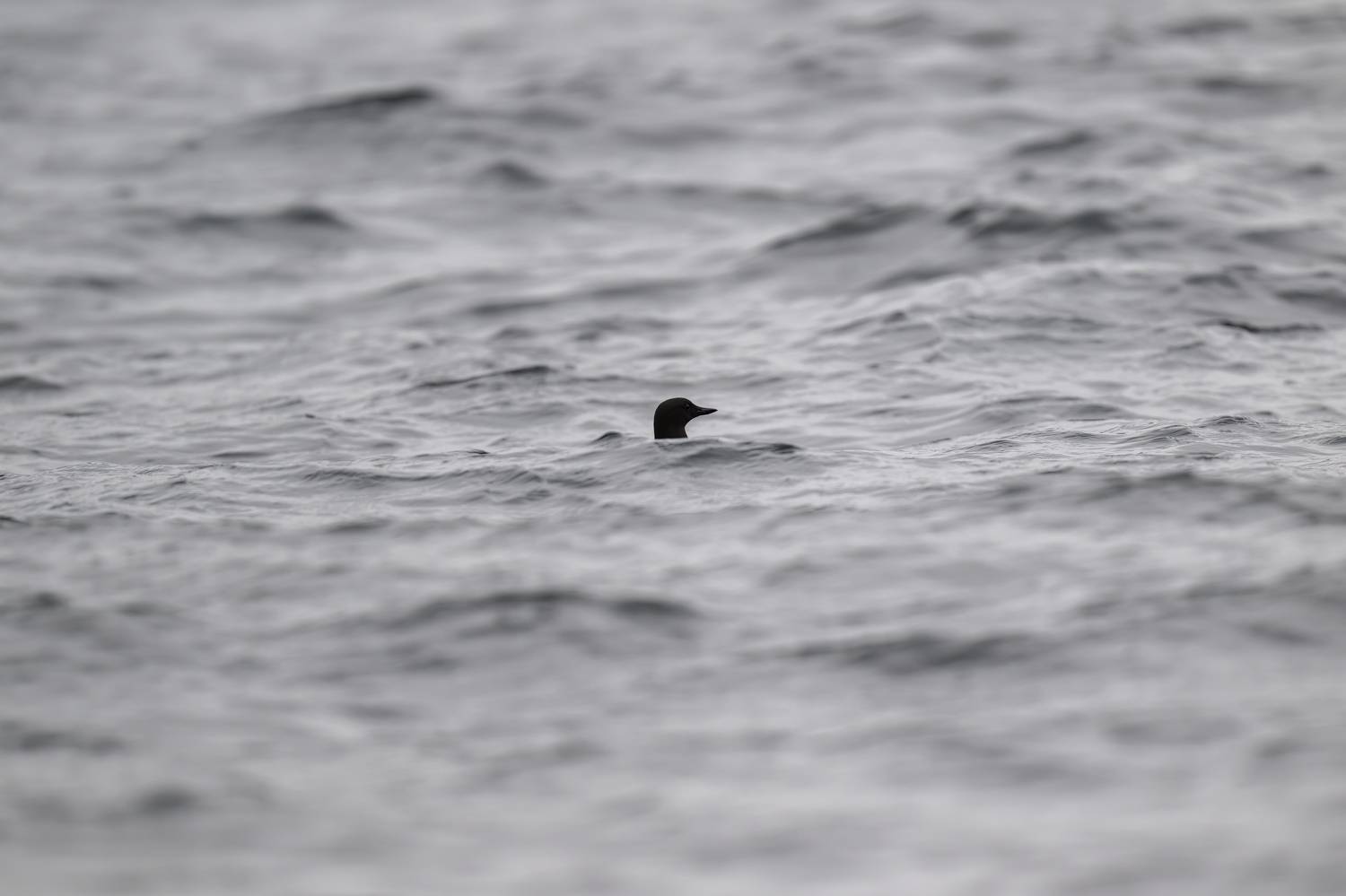 , Пупонин Сергей