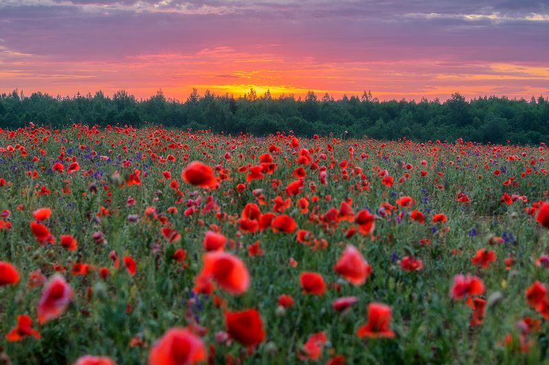 Яркое утро в маковом поле. фото превью