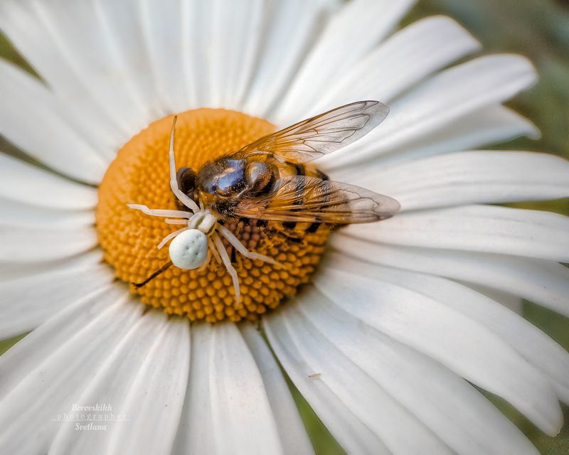 макро,  макро на телефон, macro, macro lens, паук, насекомые, Цветочный паук фото превью