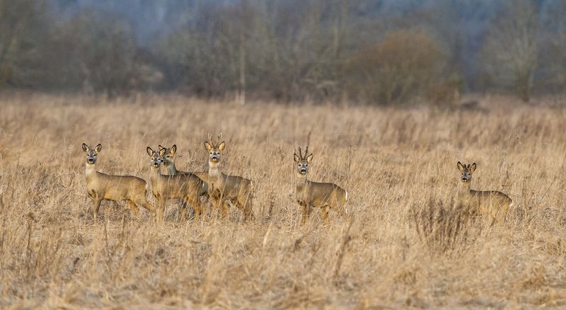 Групповой портрет. фото превью