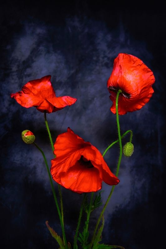 *** фото превью