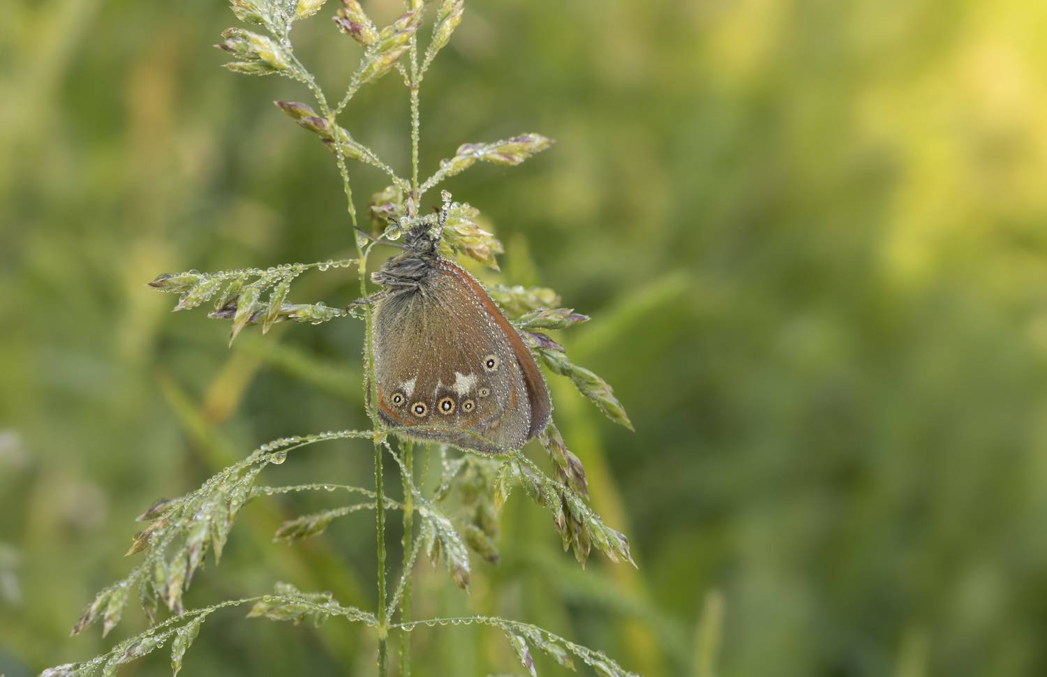 бабочка, роса, Ольга Бонина