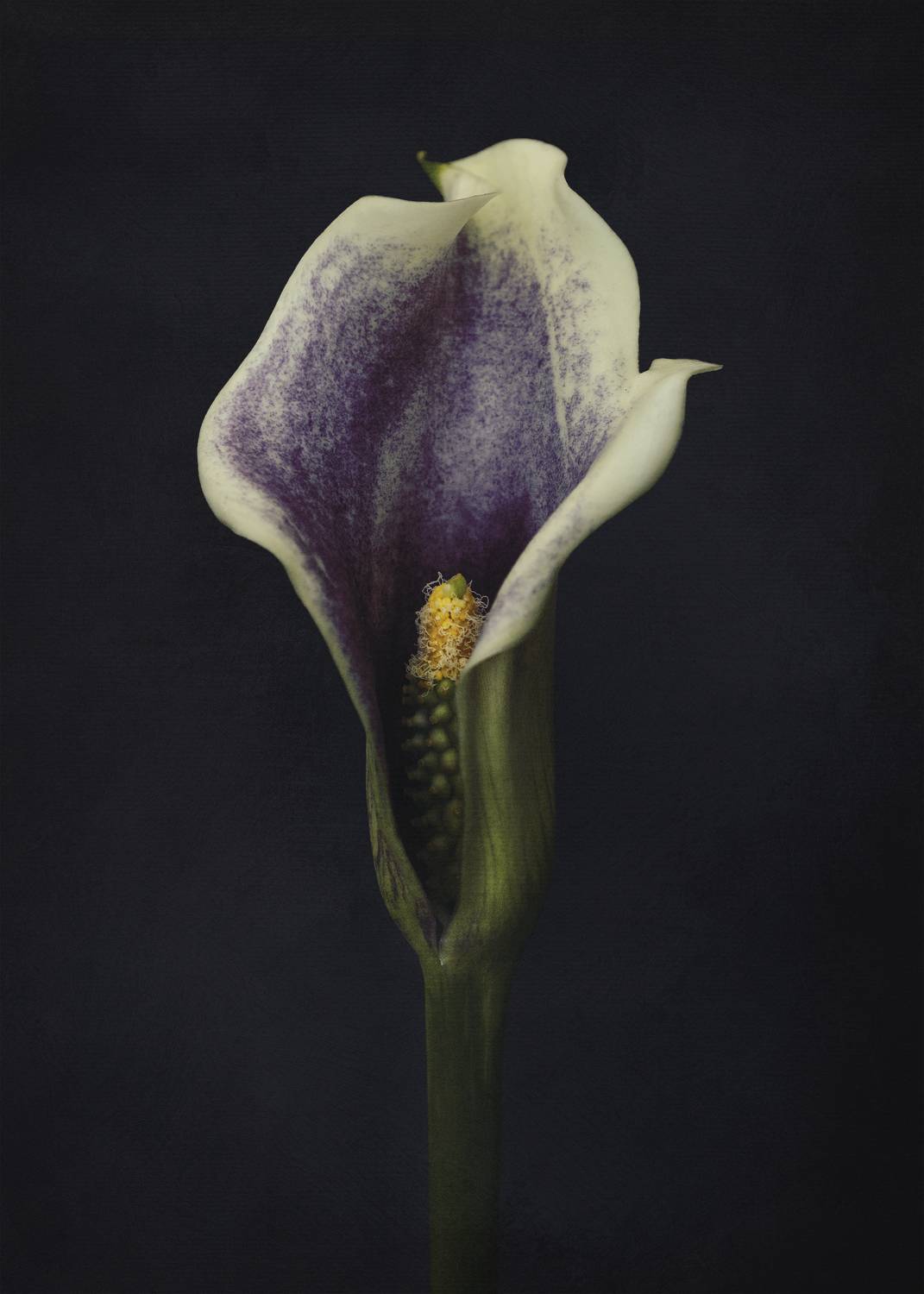 calla, flower,  Eirene