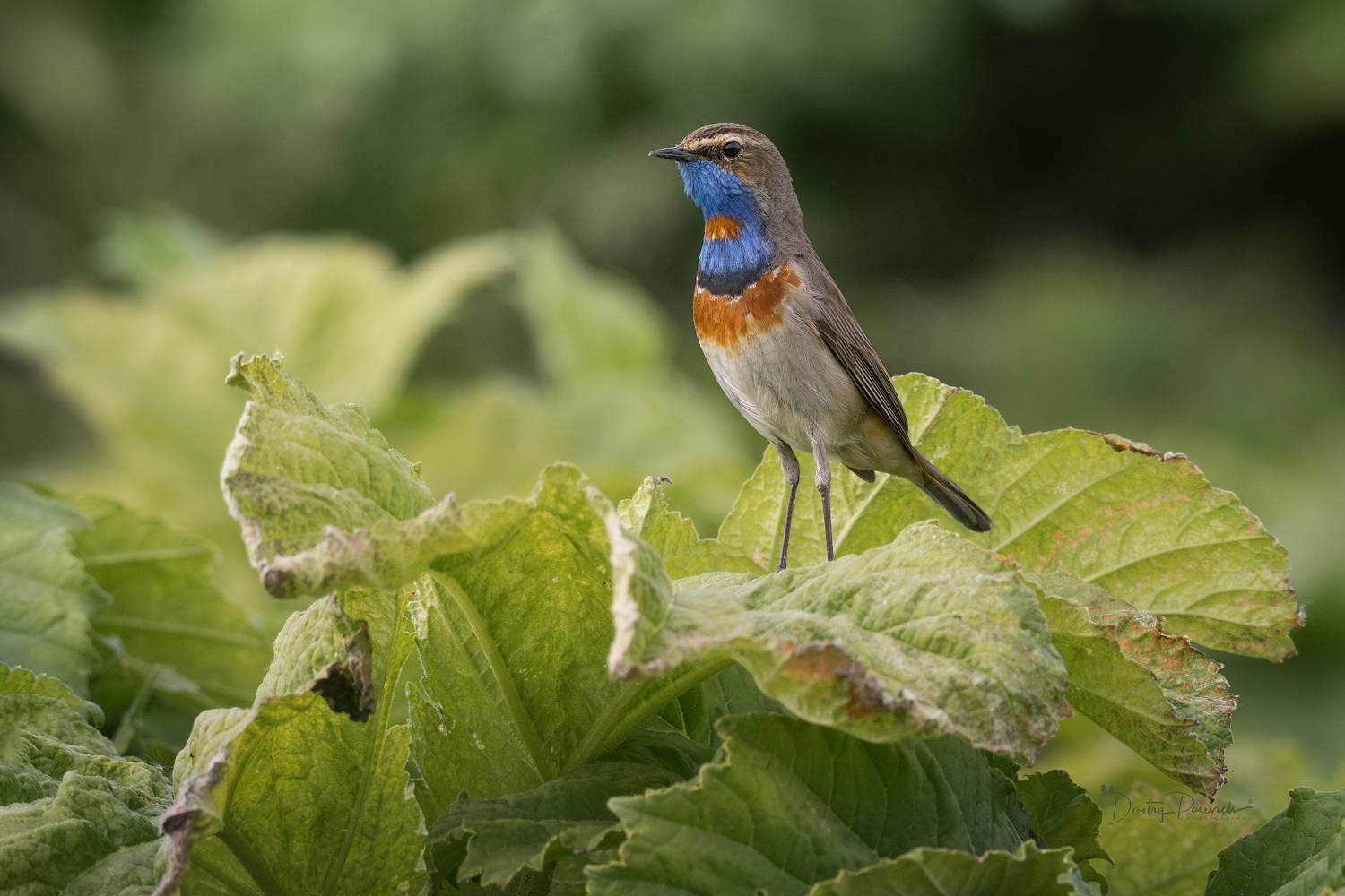 природа, лес, поля, огороды, животные, птицы, макро, Посевич Дмитрий