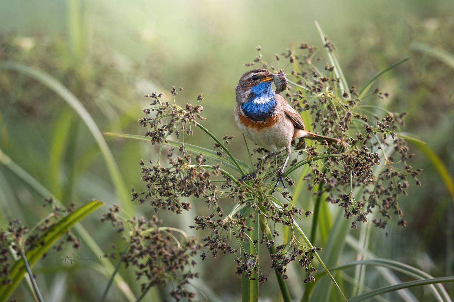 природа, лес, поля, огороды, животные, птицы, макро, Посевич Дмитрий