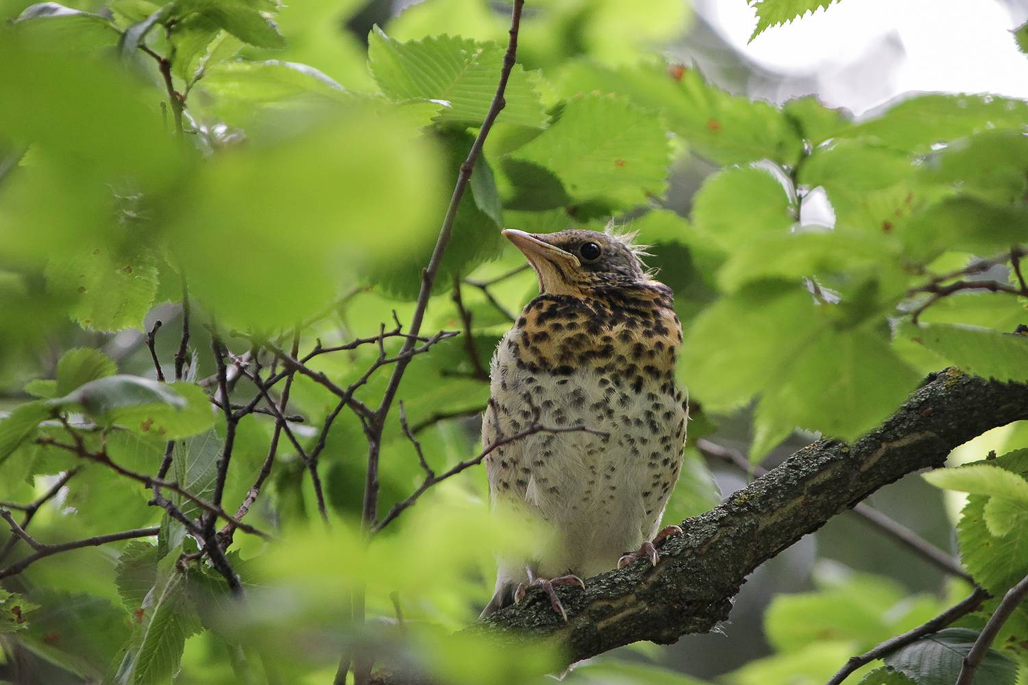 дрозда-рябинник, turdus pilaris, слеток, КарОл