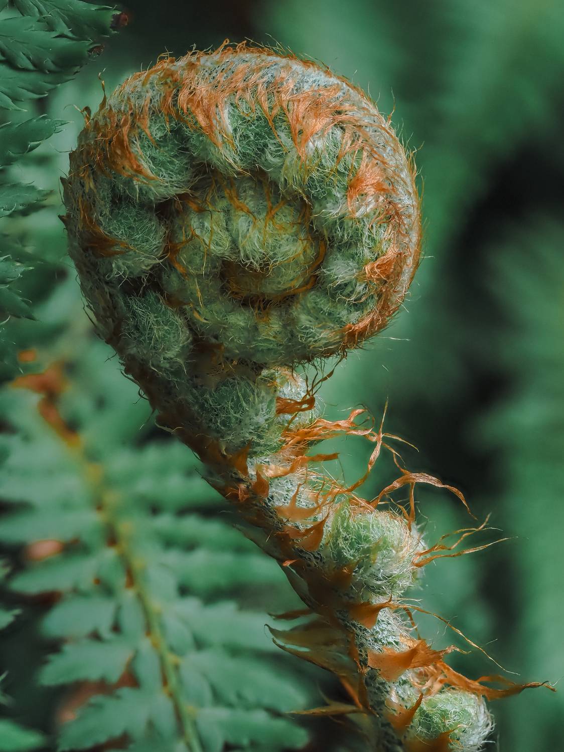 макро, папоротник, зелёный, побег, молодой, macro, fern, green, young fern, Ирина Протченко