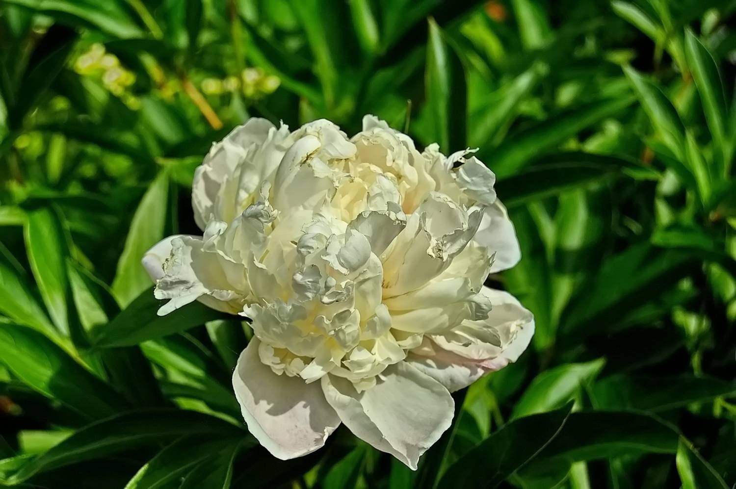 , Николаев Владимир