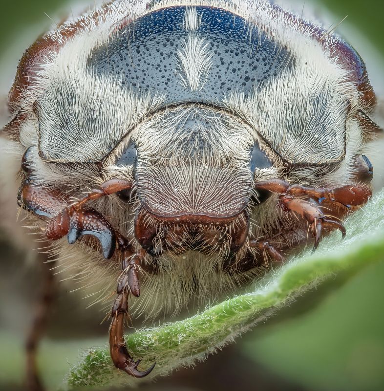 Лев фото превью