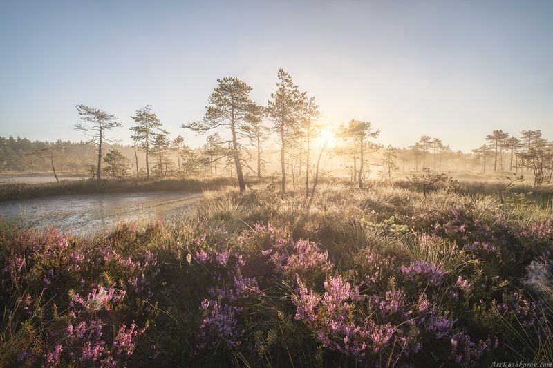 болото, природа ленинградской области, пейзажи ленобласти, живопись северных болот, фототур, болотное редколесье, вереск, бонсай, растительность болот \