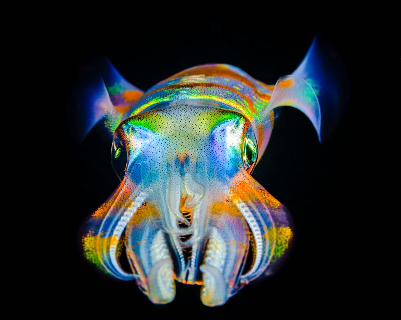 фото превью