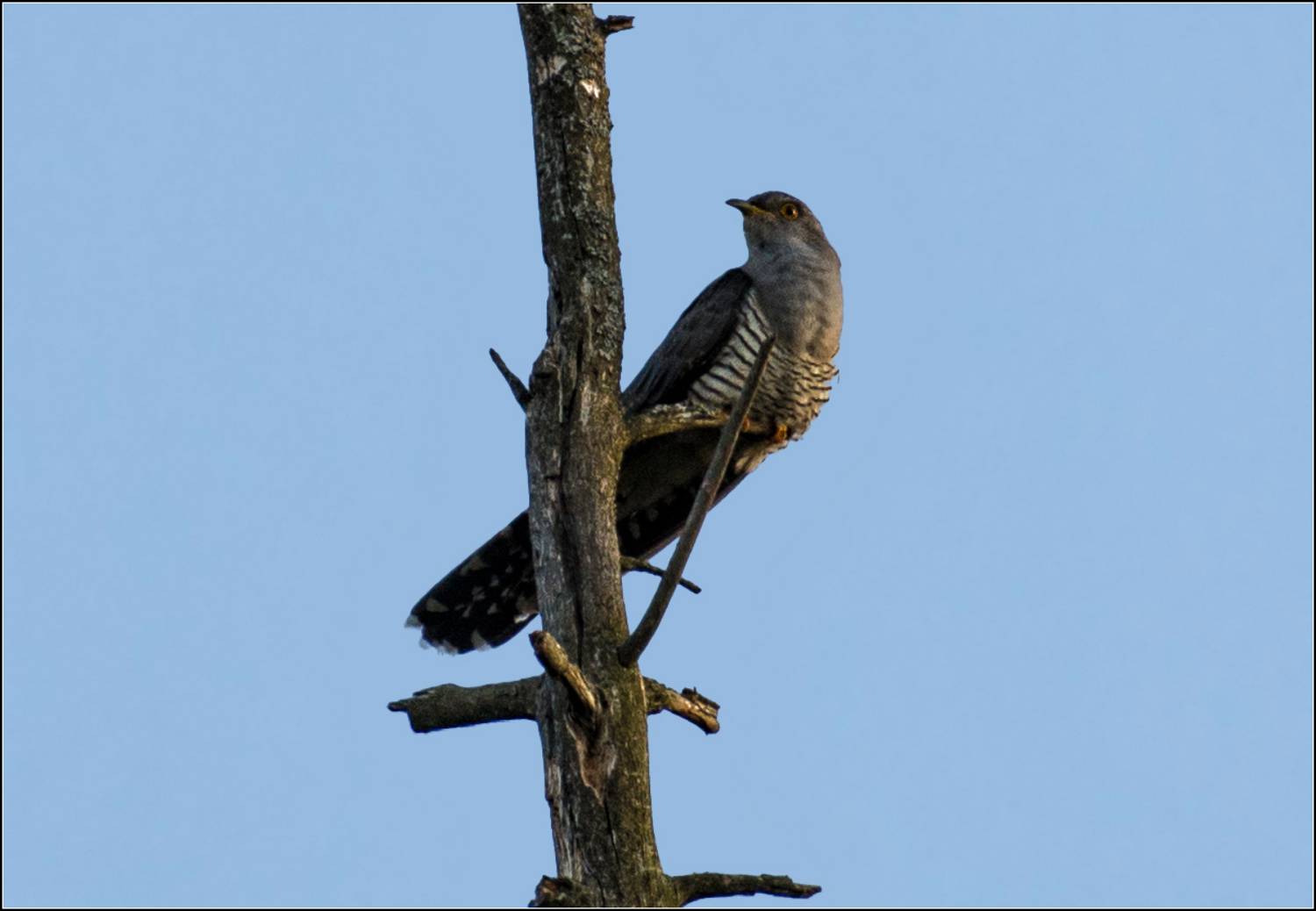 москва, парк, июнь, кукушка обыкновенная, АНАТОЛИЙ ДОВЫДЕНКО