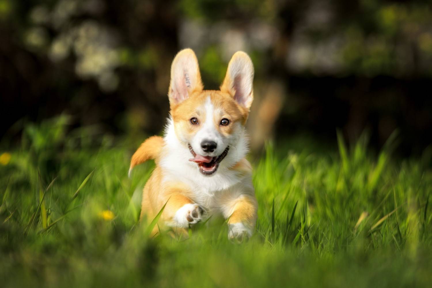 , Зубкова Юлия