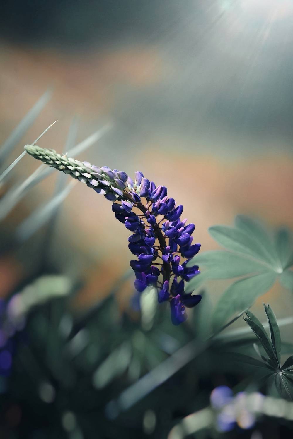 макро, macro, цветы, flower, лето, summer, люпин, Julia Kaissa