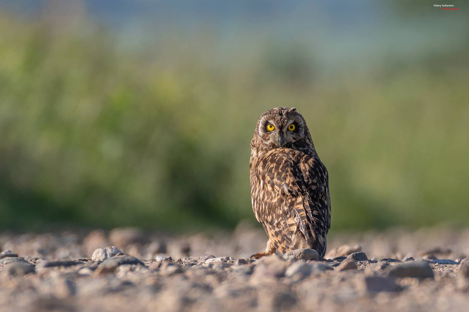 , Валерий Субачев