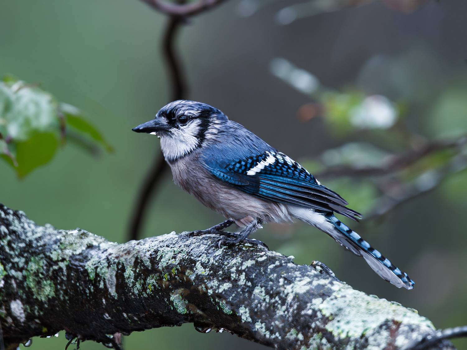 , Леонид Дьяченко