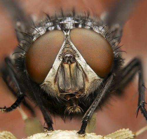 Macro fly face