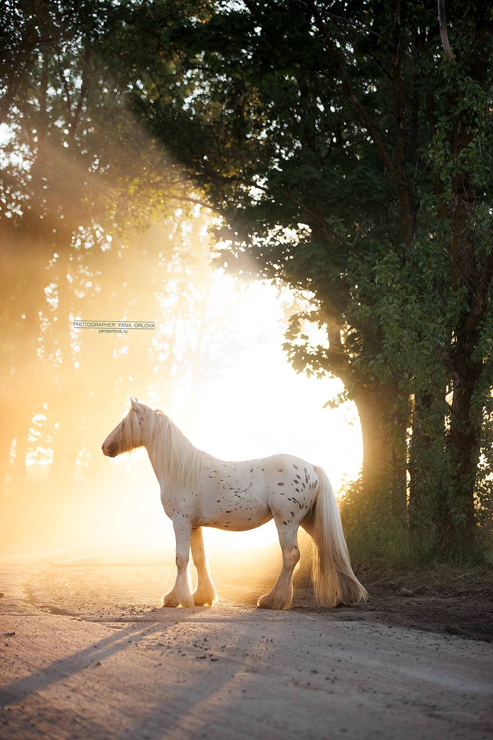 конный фотограф, лошадь, конь, лошади, конная фотография, жеребец, horse,  horses, pferd, конный фотограф яна орлова, тинкер, Яна Орлова
