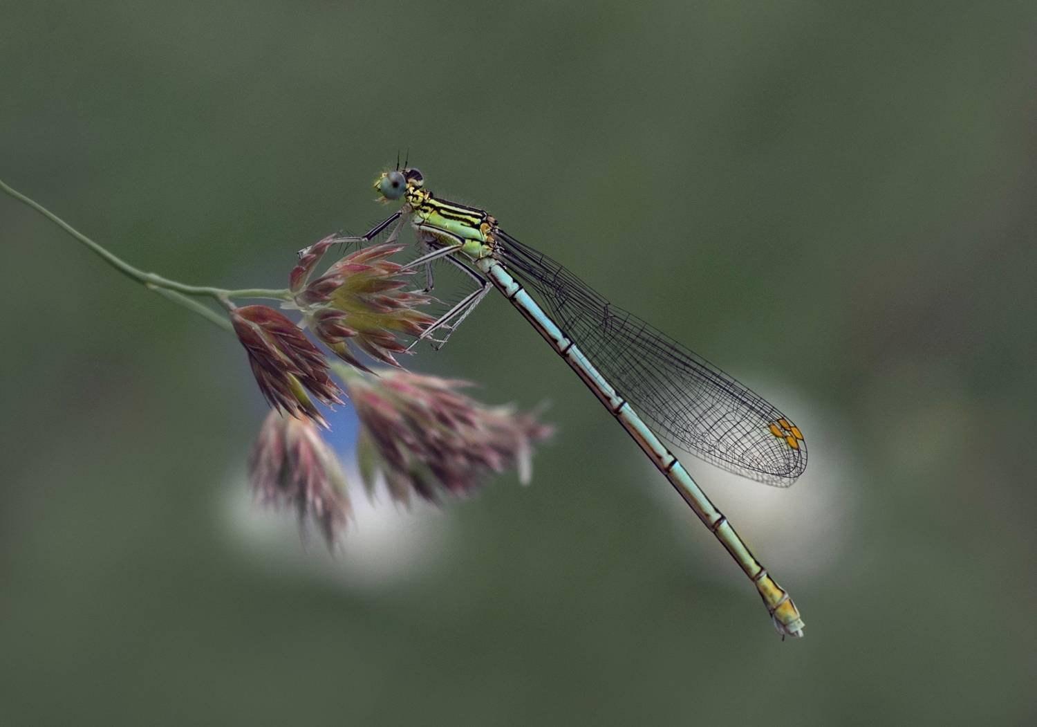 лес, свет, утро, природа, стрекоза, Баранов Олег