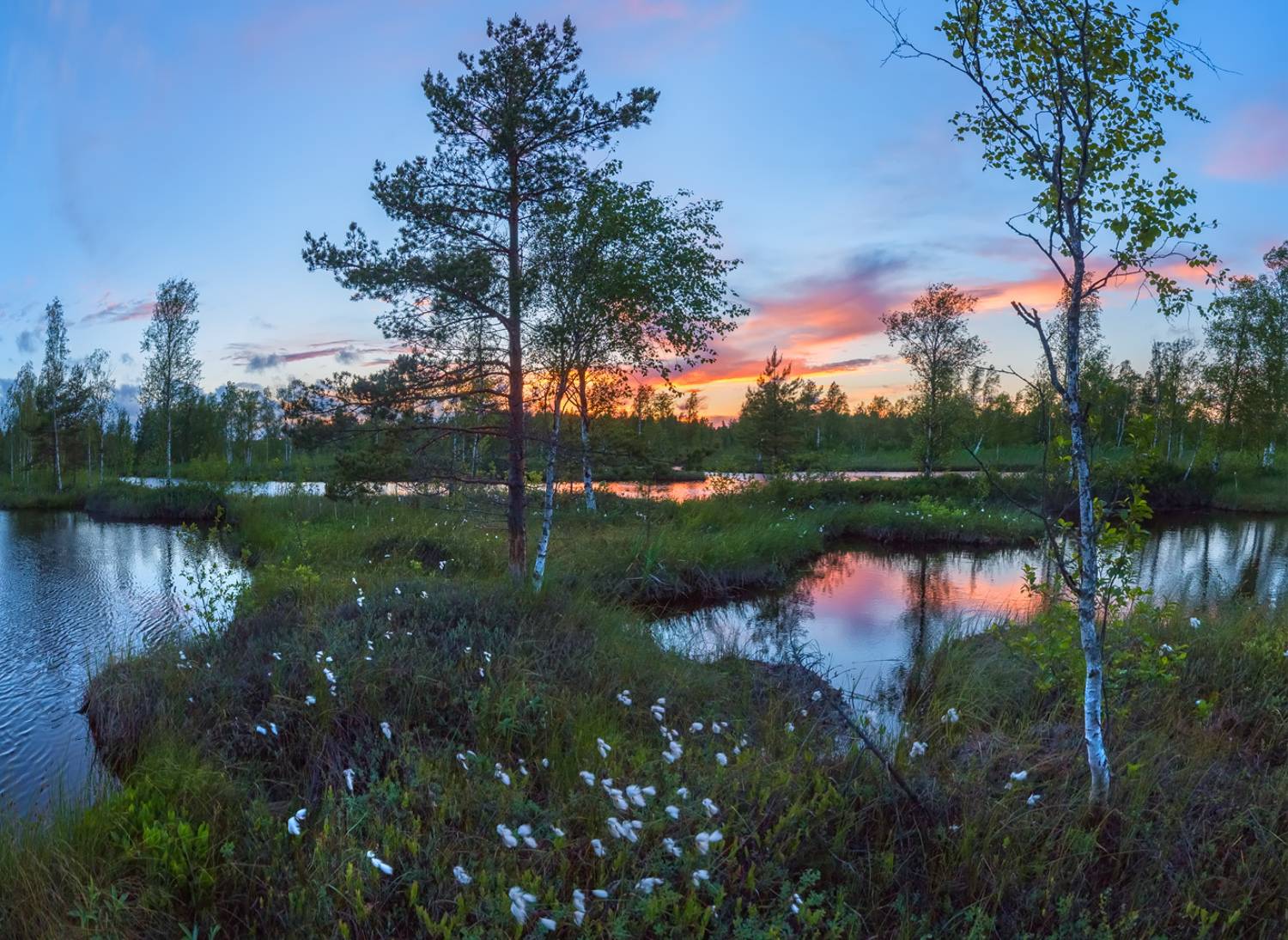 ленинградская область, рассвет, закат, белые ночи, лето, небо, красочное, дерево, берёза, озеро, на берегу, водоём, отражение, облака, бухта, тропа, сосна,, Лашков Фёдор