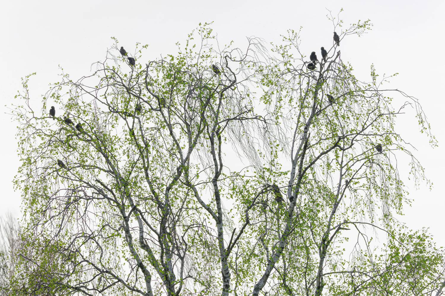 , Загруев Михаил