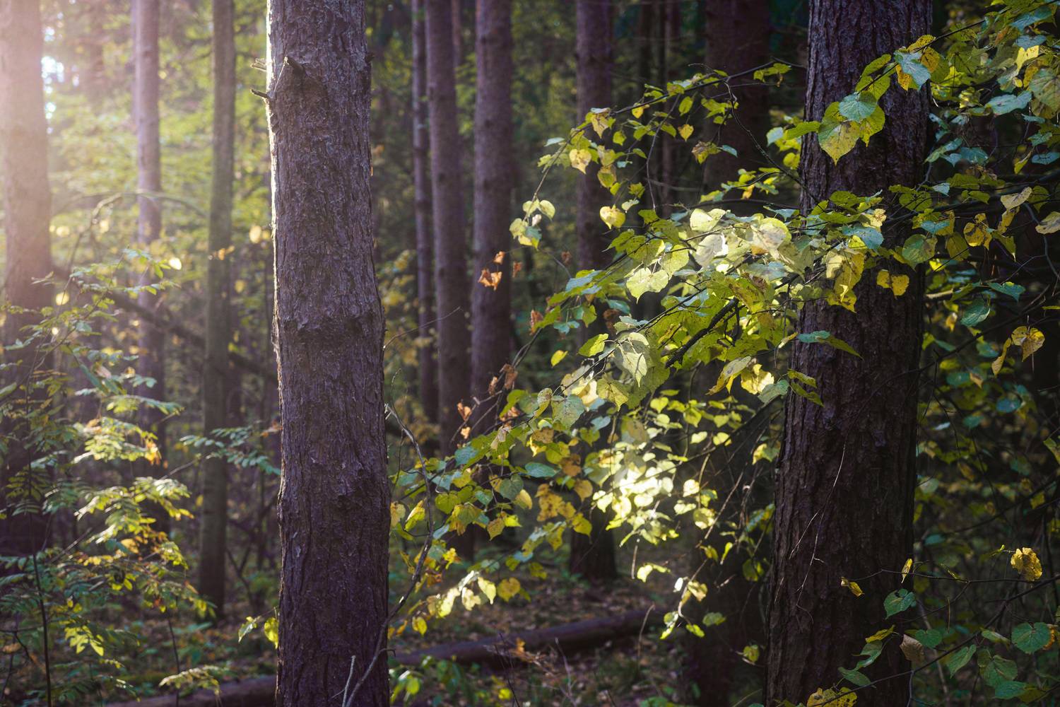 , Валерий Вождаев
