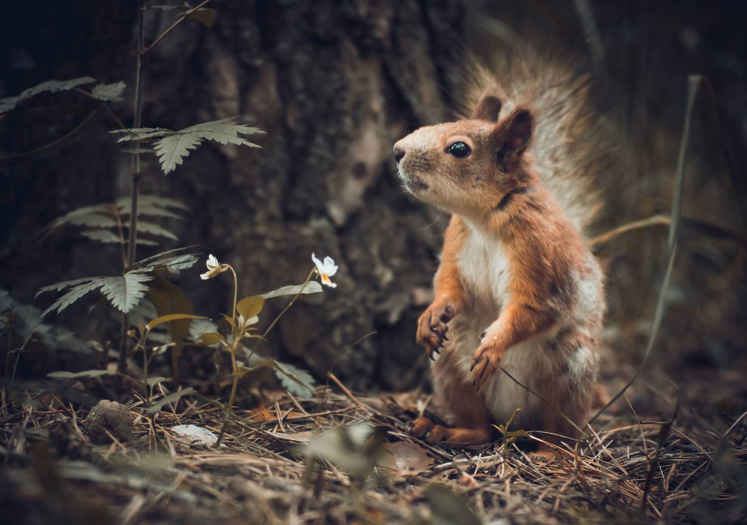 , Чепленко Алексей
