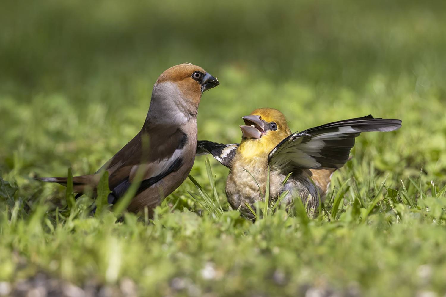 птицы, подмосковье, Елена Давыдова