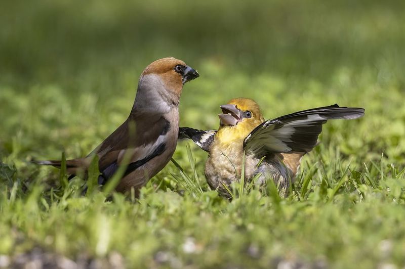 птицы, подмосковье *** фото превью