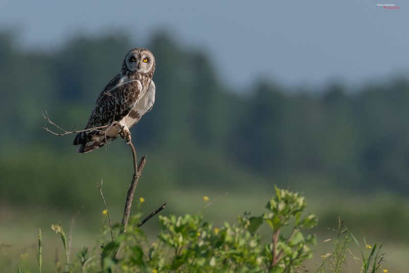 Болотная сова фото превью