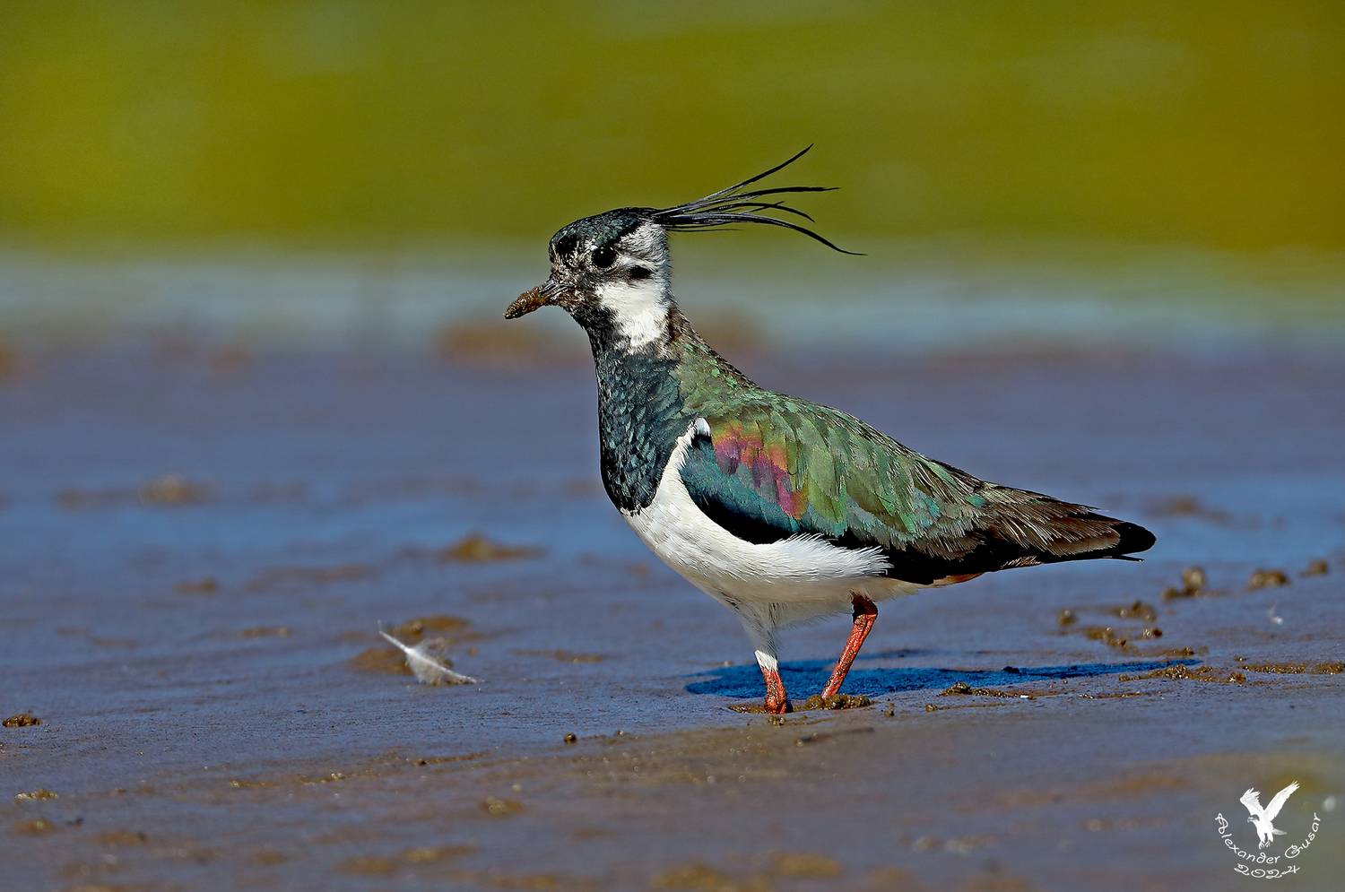 чибис., Гусар Александр