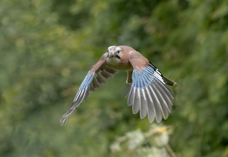 jay, birds, nature, wildlife, action, canon Jay фото превью