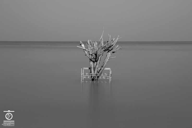 Dry Tree in the sea фото превью