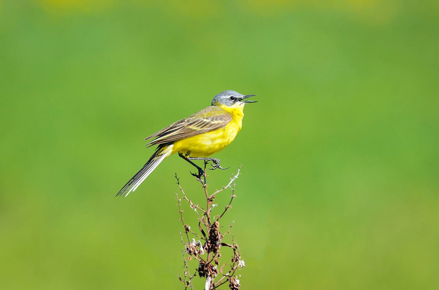 #трясогузка #птица #bird, Александр Добыш