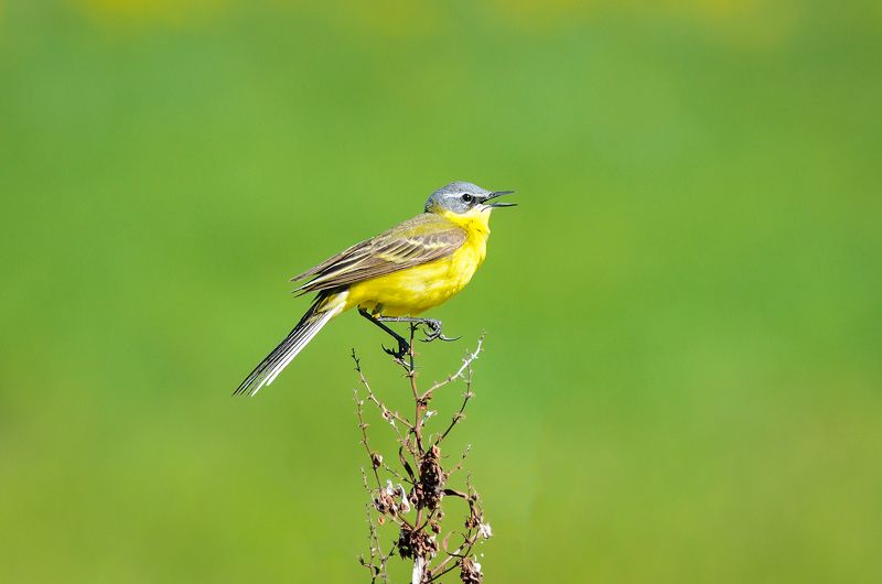 #трясогузка #птица #bird На постаменте фото превью