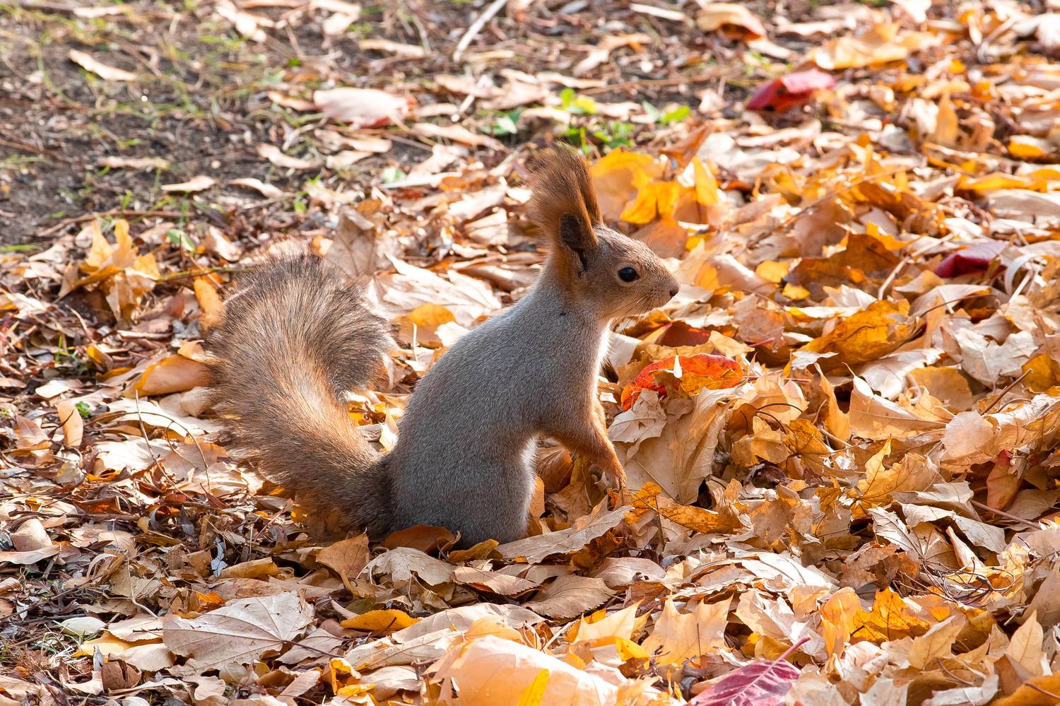 squirrel, wildlife, volgograd, russia, , Павел Сторчилов