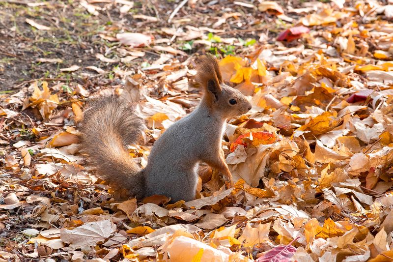 squirrel, wildlife, volgograd, russia,  # фото превью