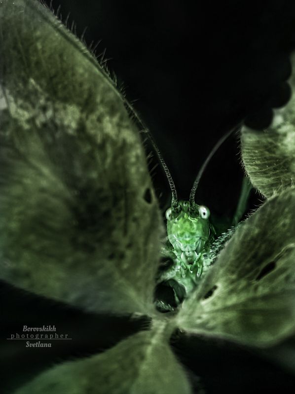 В траве сидел Кузнечик фото превью