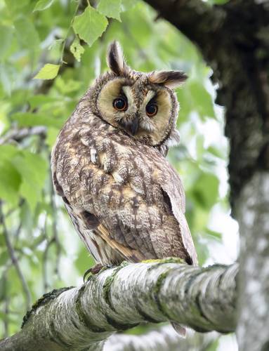 Ушастая сова. (Asio otus)