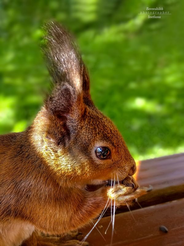 животные, портрет, природа, крупным планом, белка, фото на телефон Рыжехвостая хитруля...) фото превью