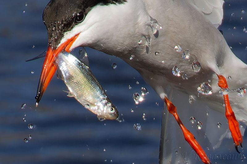 Просто добавь воды фото превью